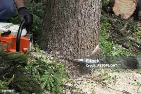 Best Pest Control for Lawns  in Sullivan City, TX